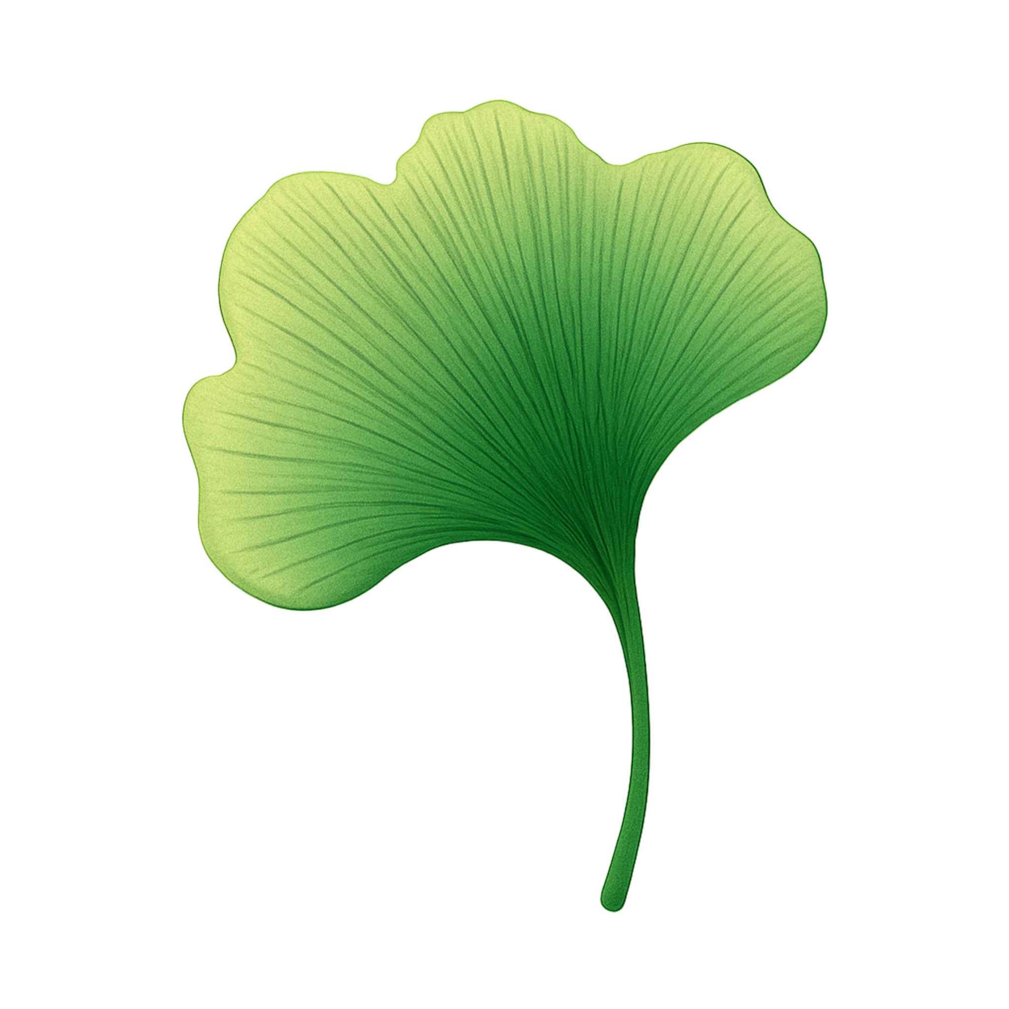 Gingko Design Co logo